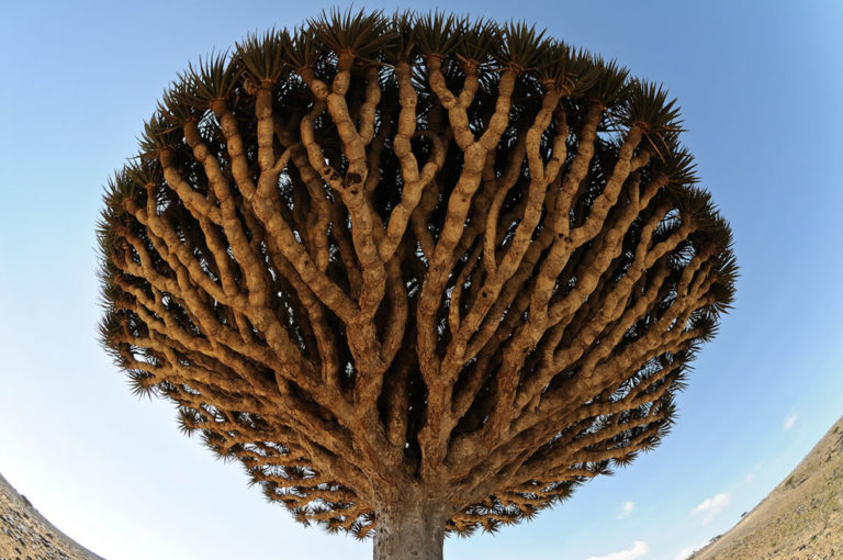 Dragon Blood Tree: A Mystical Emblem of Ancient Lands