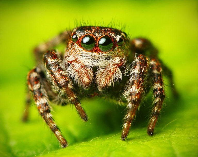 Spiders: Nature’s Fascinating Architects