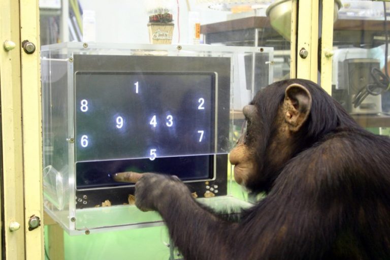 Самые умные животные