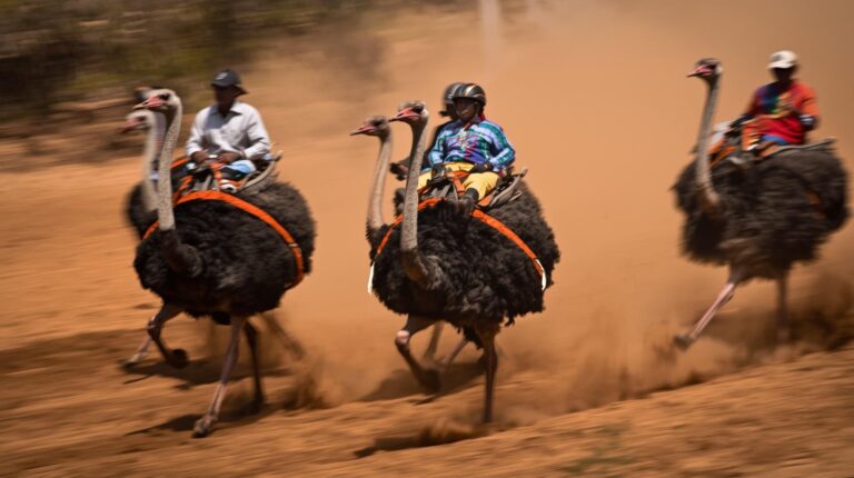Ostrich Racing