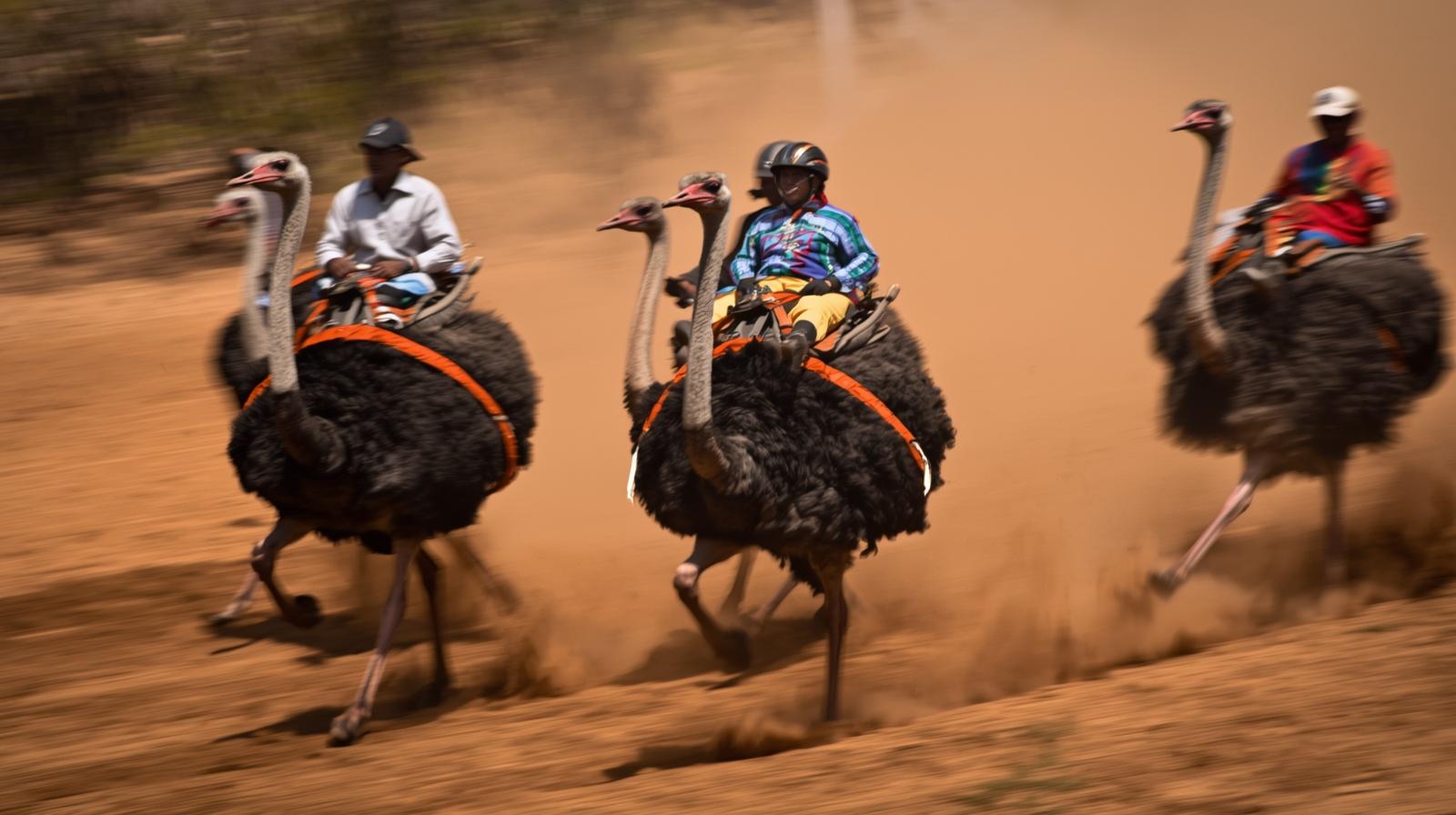 Ostrich Racing