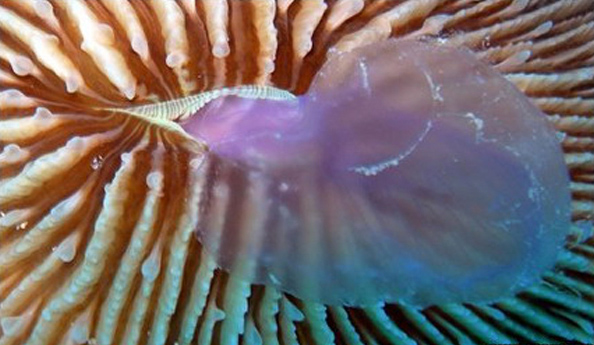 koralli_pojirayut_meduz
