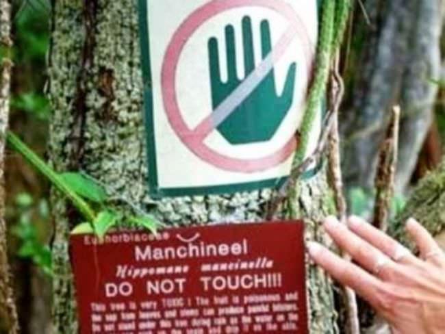 опасные деревья