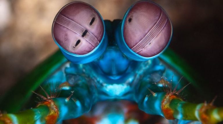 Nature’s Strangest Creatures: 10 Animals That Will Blow Your Mind