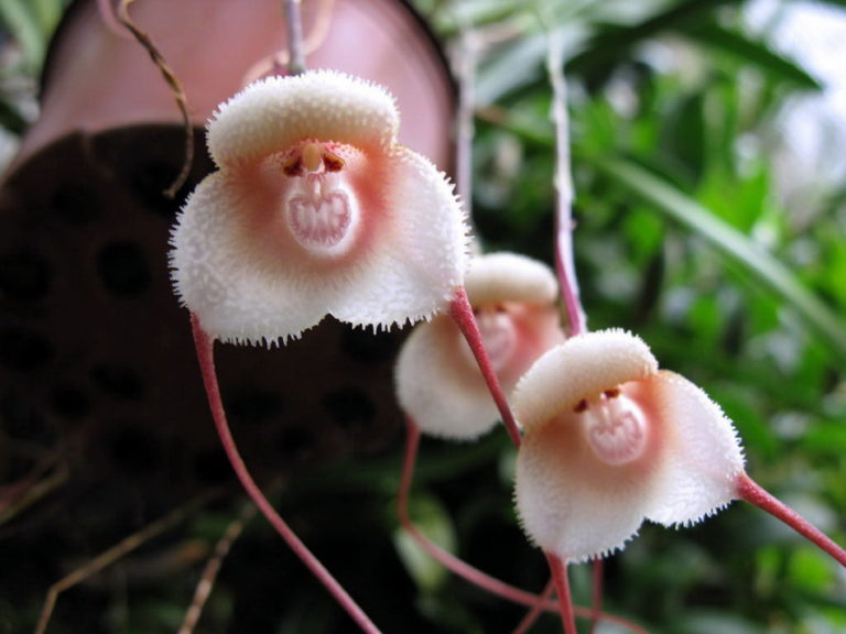 Flowers That Look Shockingly Like Animals