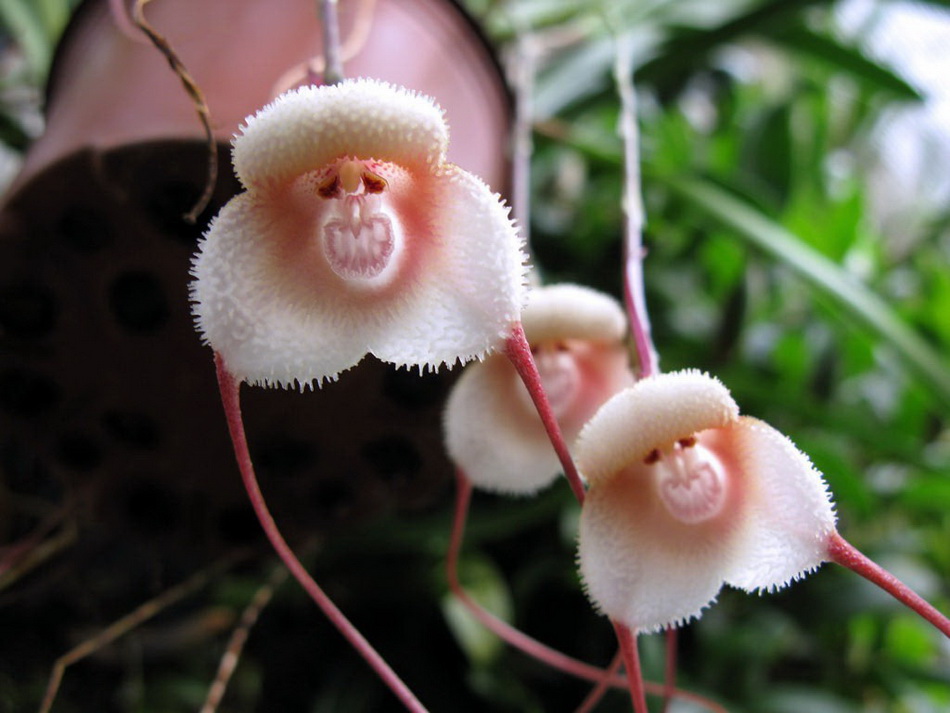 Flowers That Look Shockingly Like Animals