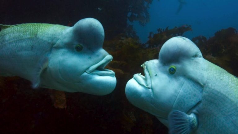 10 Fascinating Hermaphroditic Animals