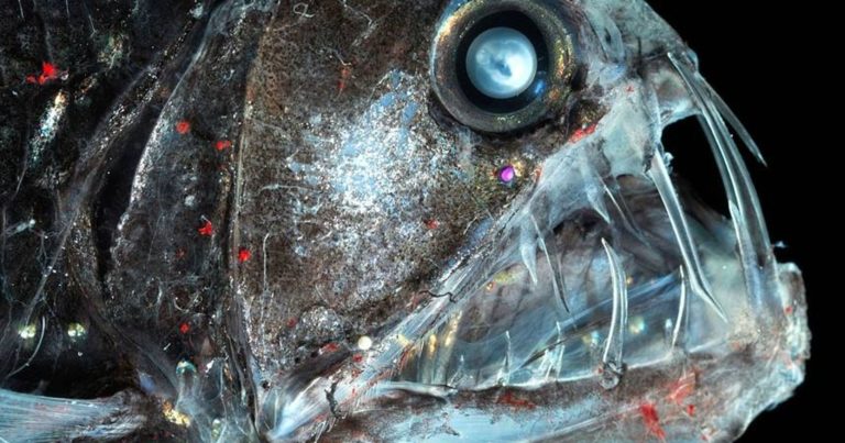 The Deep Sea’s Most Terrifying Creatures
