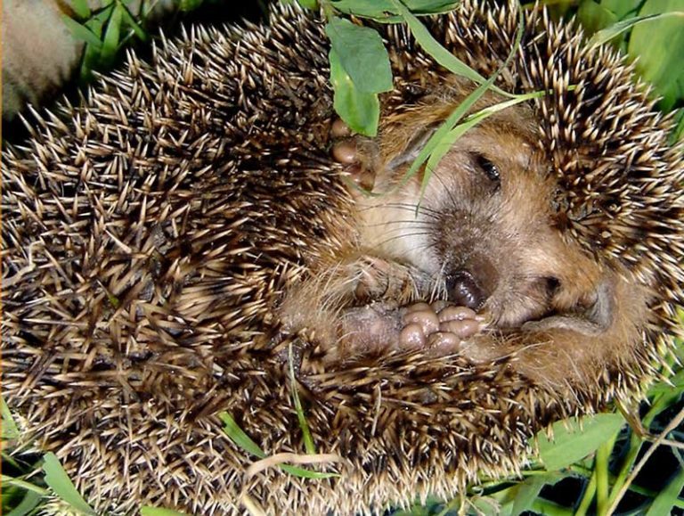 Животные, которые впадают в зимнюю спячку