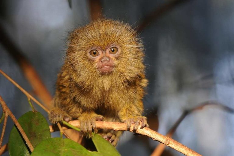 The Fascinating World of Monkeys