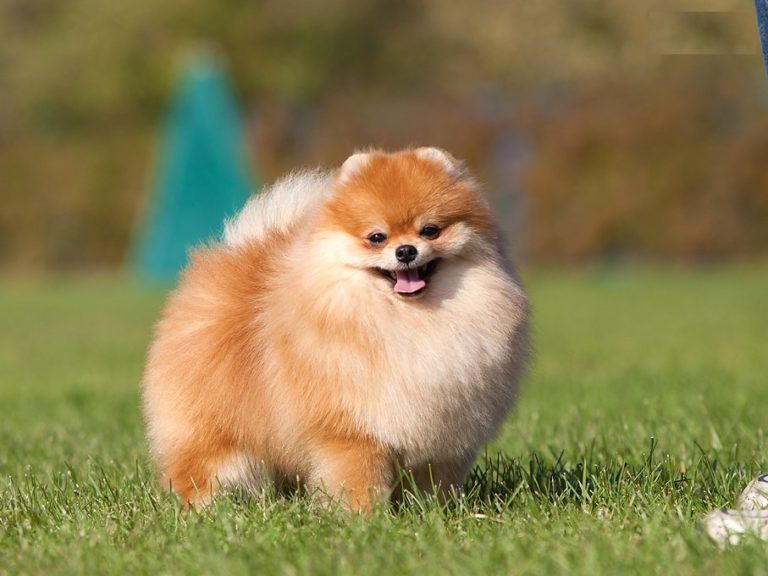 The Most Beautiful Dog Breeds in the World