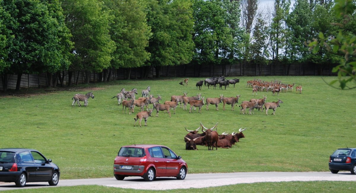 8 Лучших Зоопарков Мира