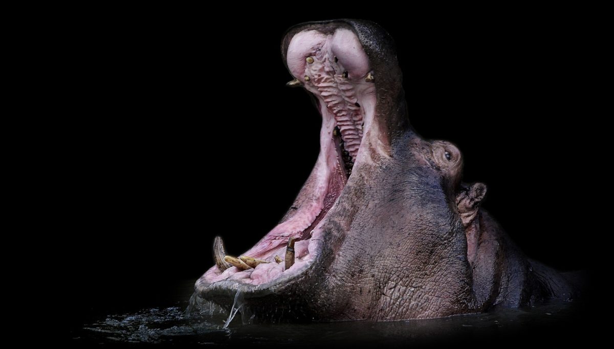 Животные с самым большим ртом