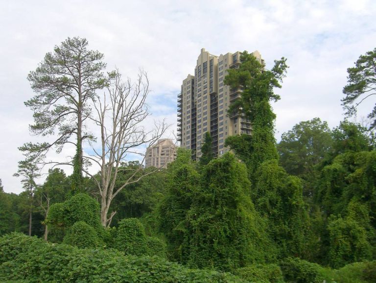 The Fastest-Growing Plants on Earth