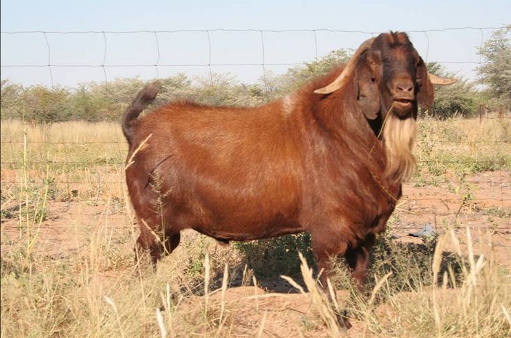 Самые Опасные Породы Коз