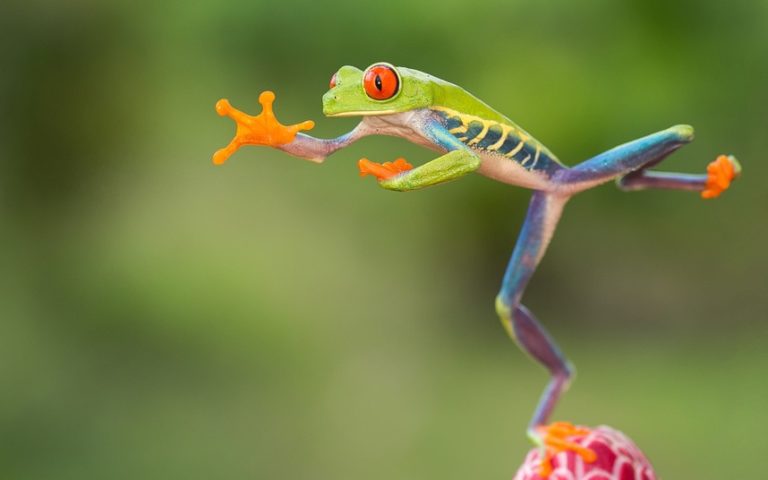 10 Самых Высоких Прыгунов В Мире Животных