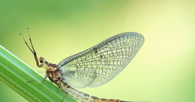 The World’s Shortest-Lived Animals
