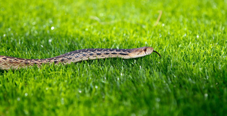 Natural Snake Repellents