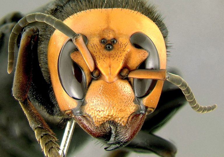 7 опасных животных в Японии