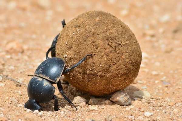 The 10 Most Resilient Animals on Earth