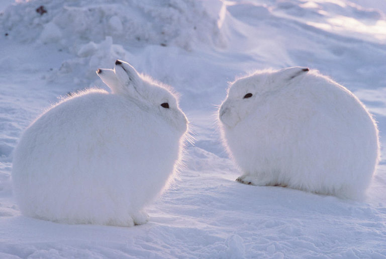 10 Incredible Animals That Thrive in Extreme Cold