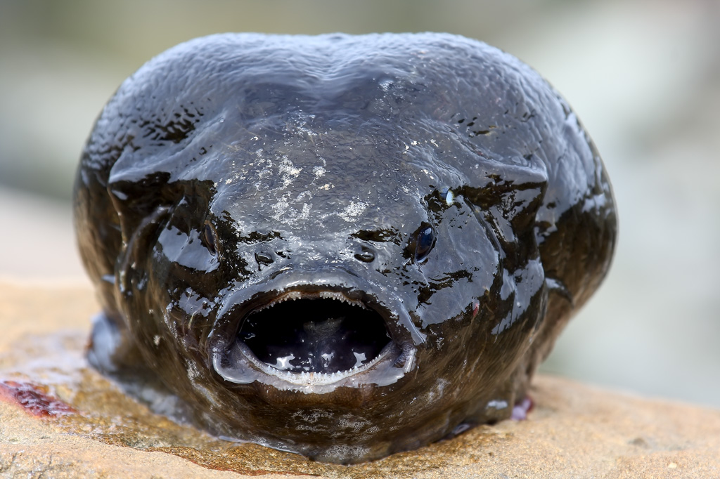The Creepiest Sea Creatures of New Zealand