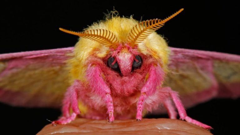 10 of the Most Stunning Moths from Around the World