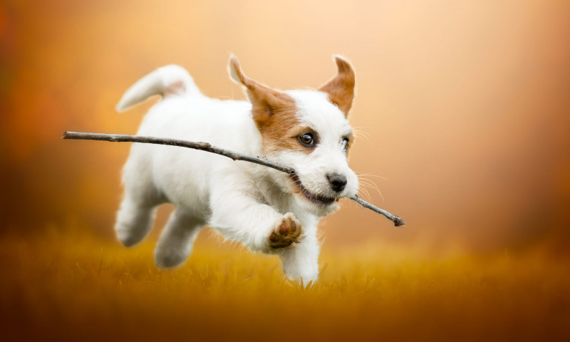 10 самых активных пород собак для энергичных владельцев