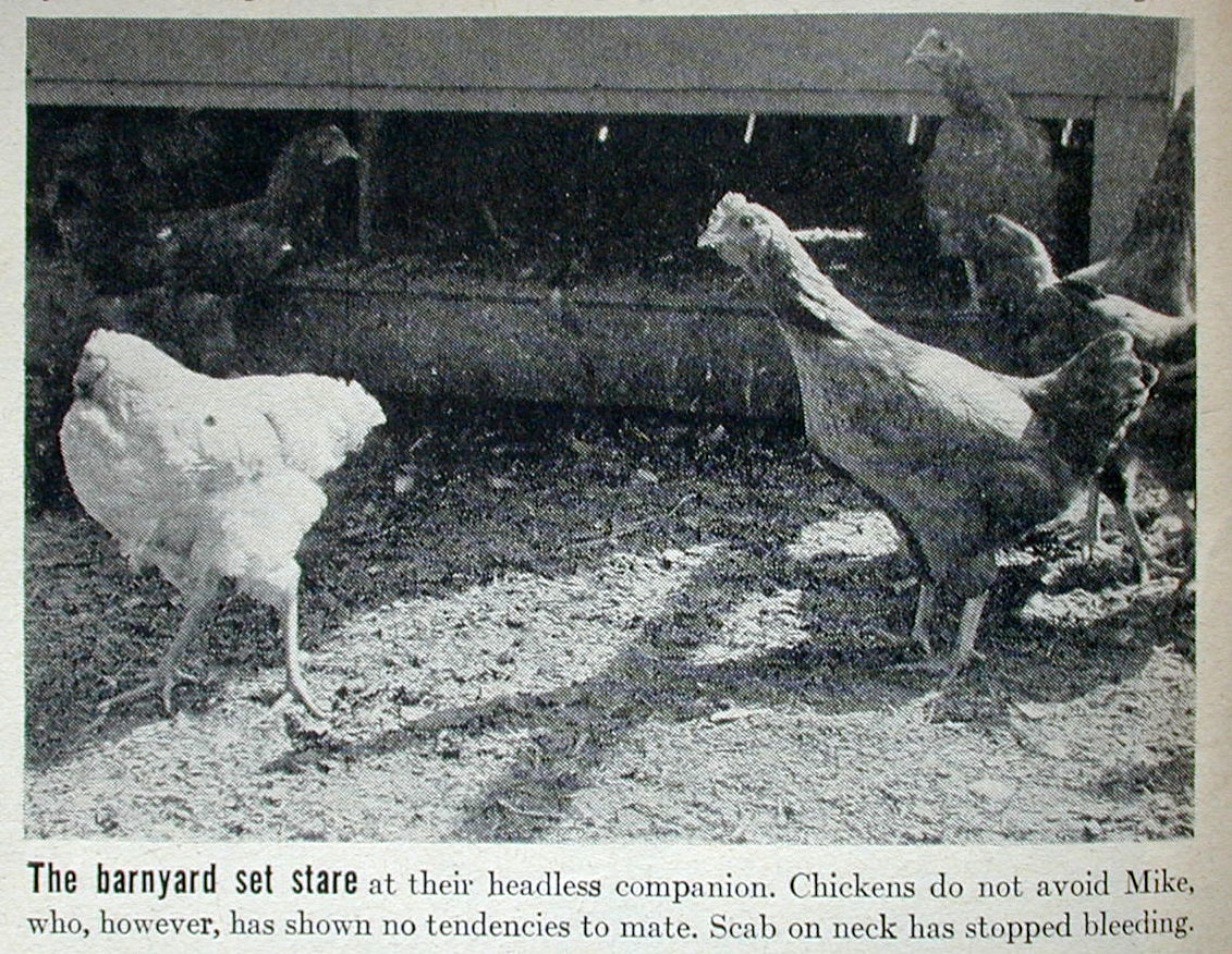 7 Animals That Can Survive Without Their Heads