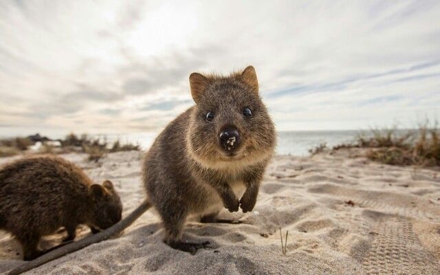 Квокка – самое улыбчивое животное в мире