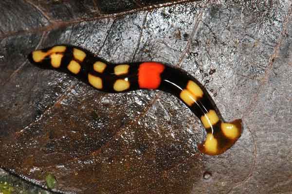 молотоголовые черви