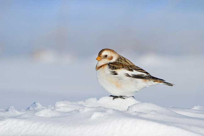 Арктические птицы
