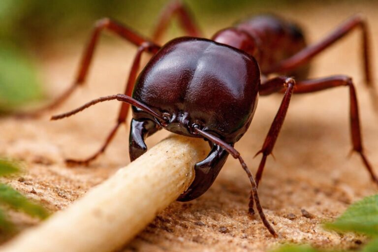 The World’s Most Dangerous Ants You Should Never Mess With