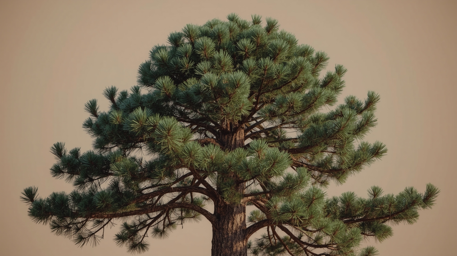 Longleaf Pine (Pinus palustris)