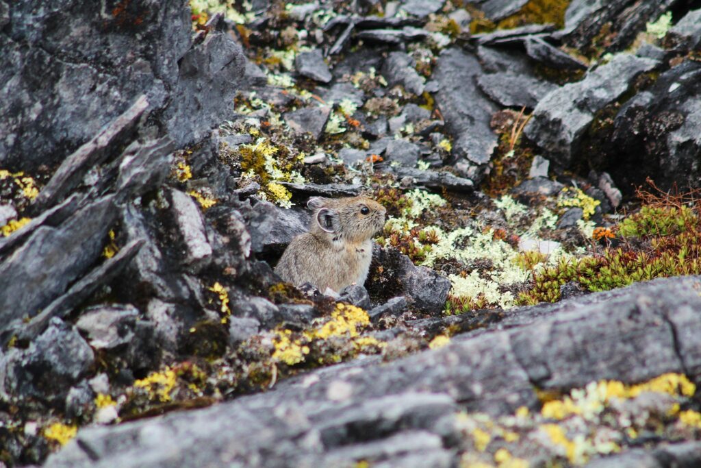 American pika