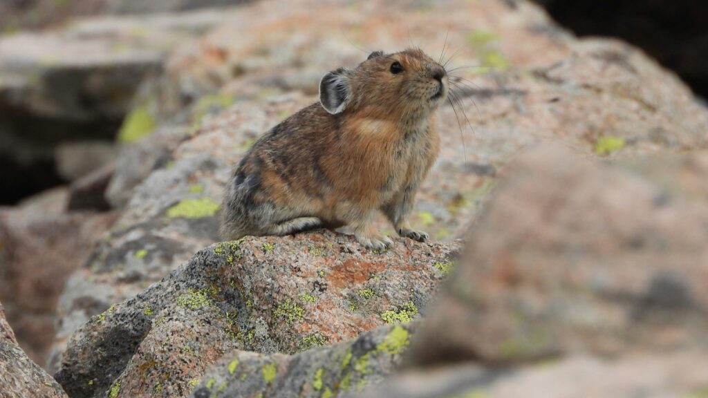 American pika