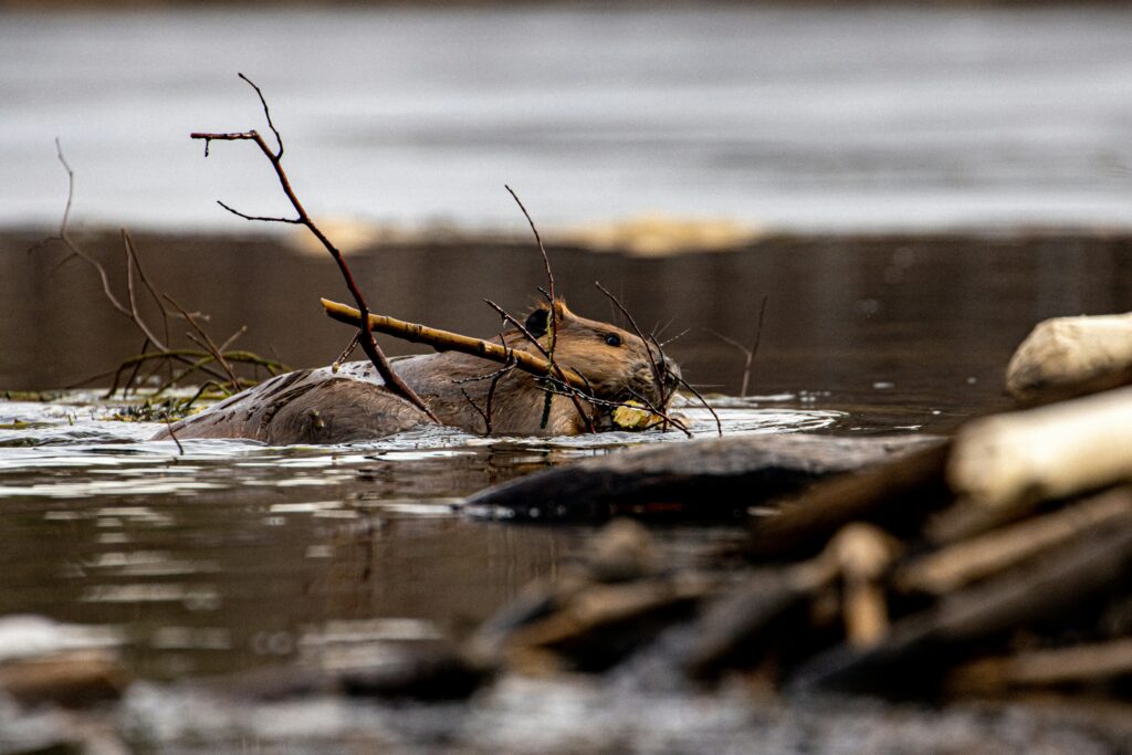 Beavers