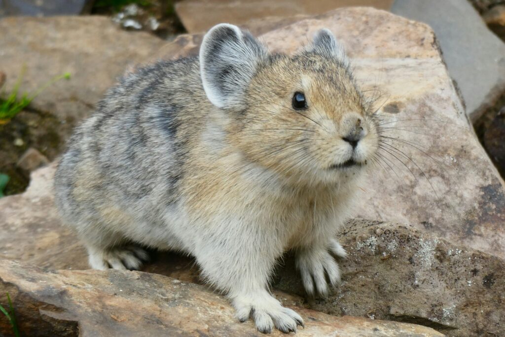 American pika