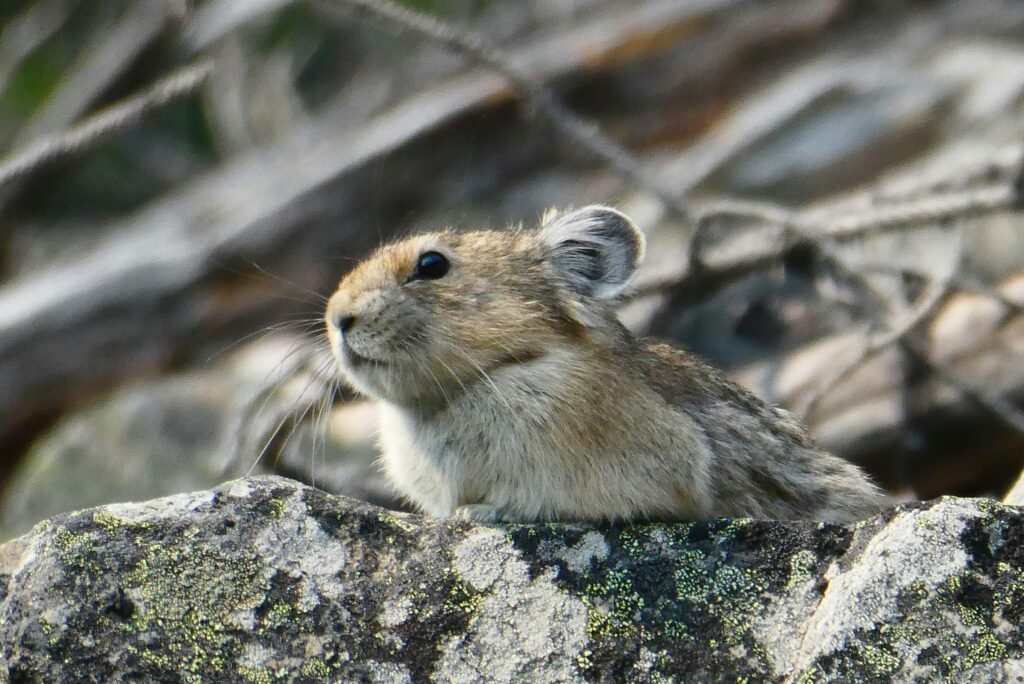 American pika