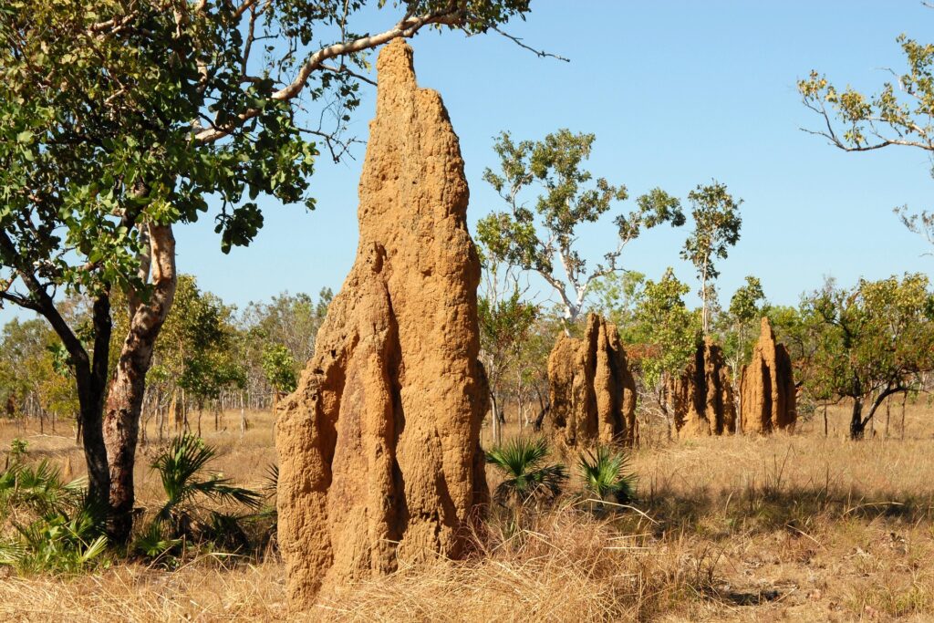 Termites