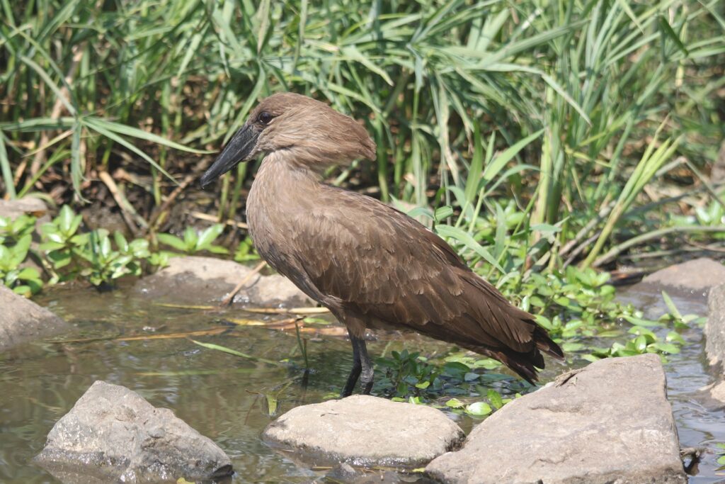 Hamerkop