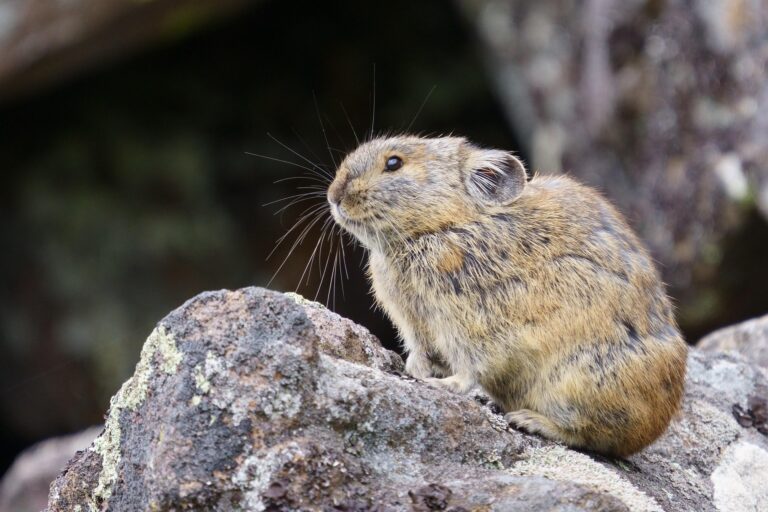 American pika