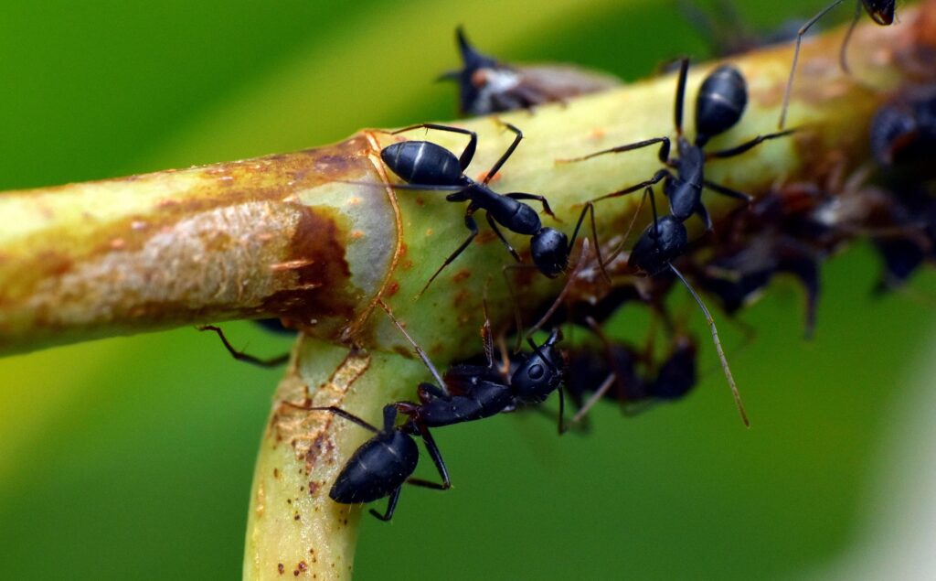 Ants