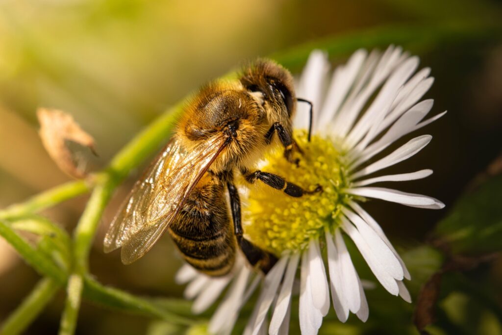 Bees