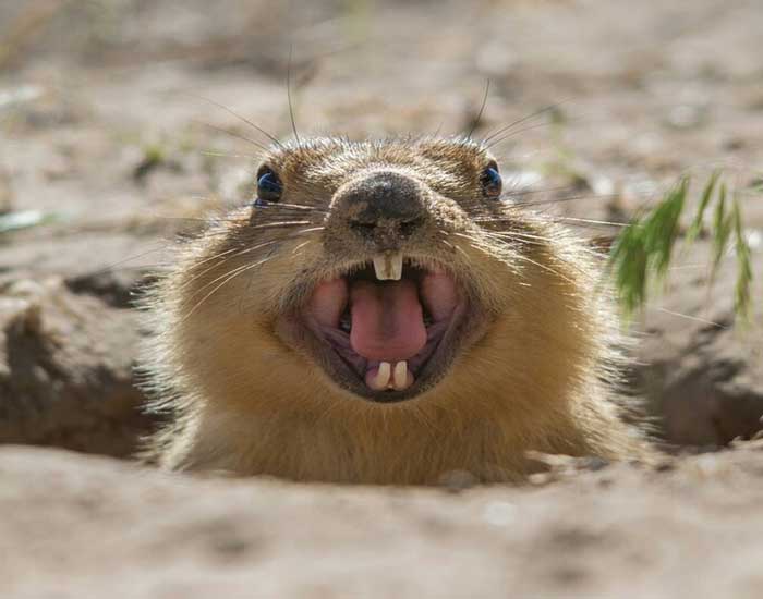 10 Животных, У Которых Не Перестают Расти Зубы