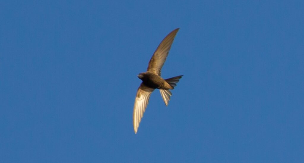 Alpine Swift