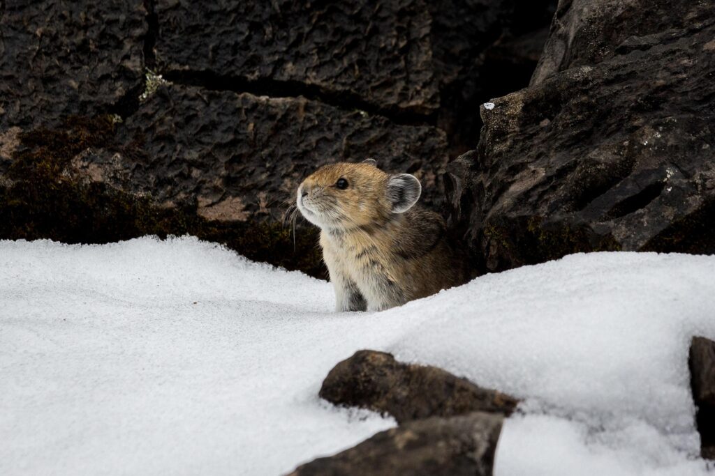 American pika