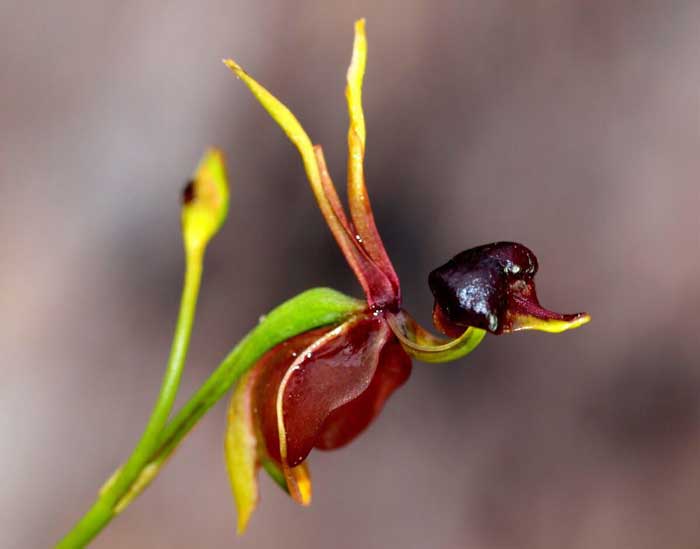 7 Цветов, Похожих На Птиц