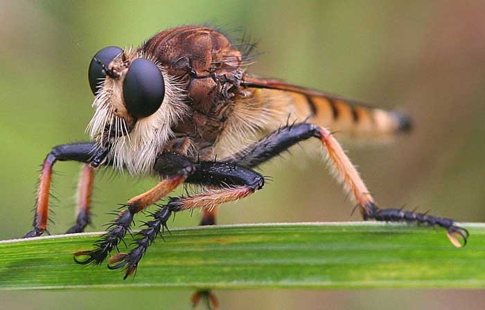 7 Dangerous Flies You Should Definitely Avoid