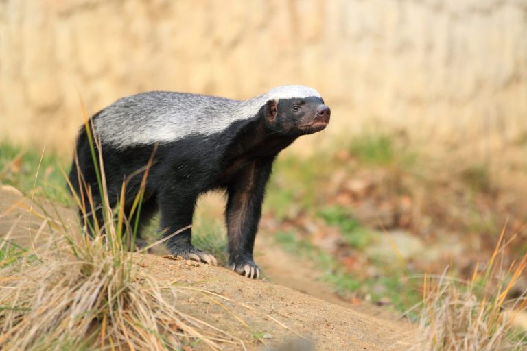 Honey Badger: Nature’s Fearless Survivor